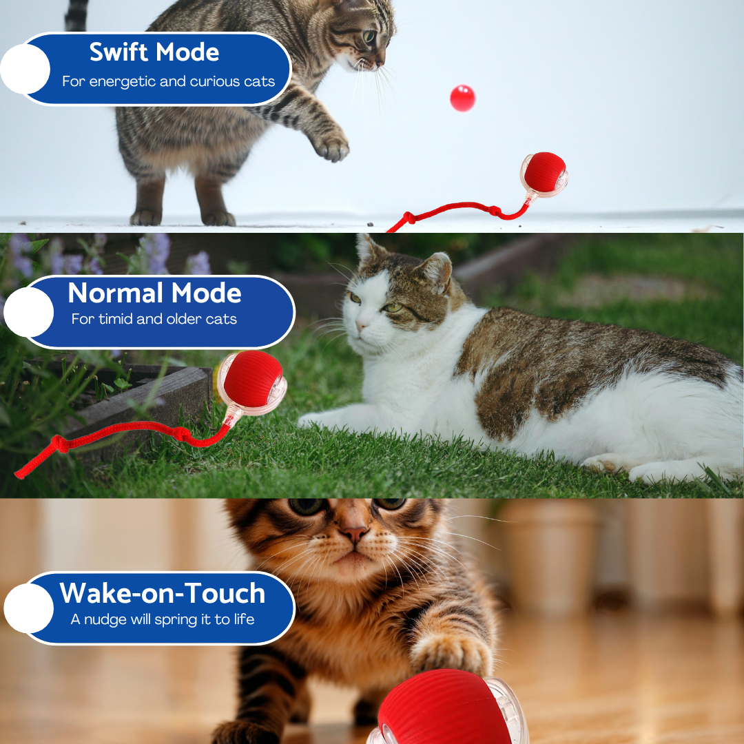 Swiftail -smart interactive cat toy