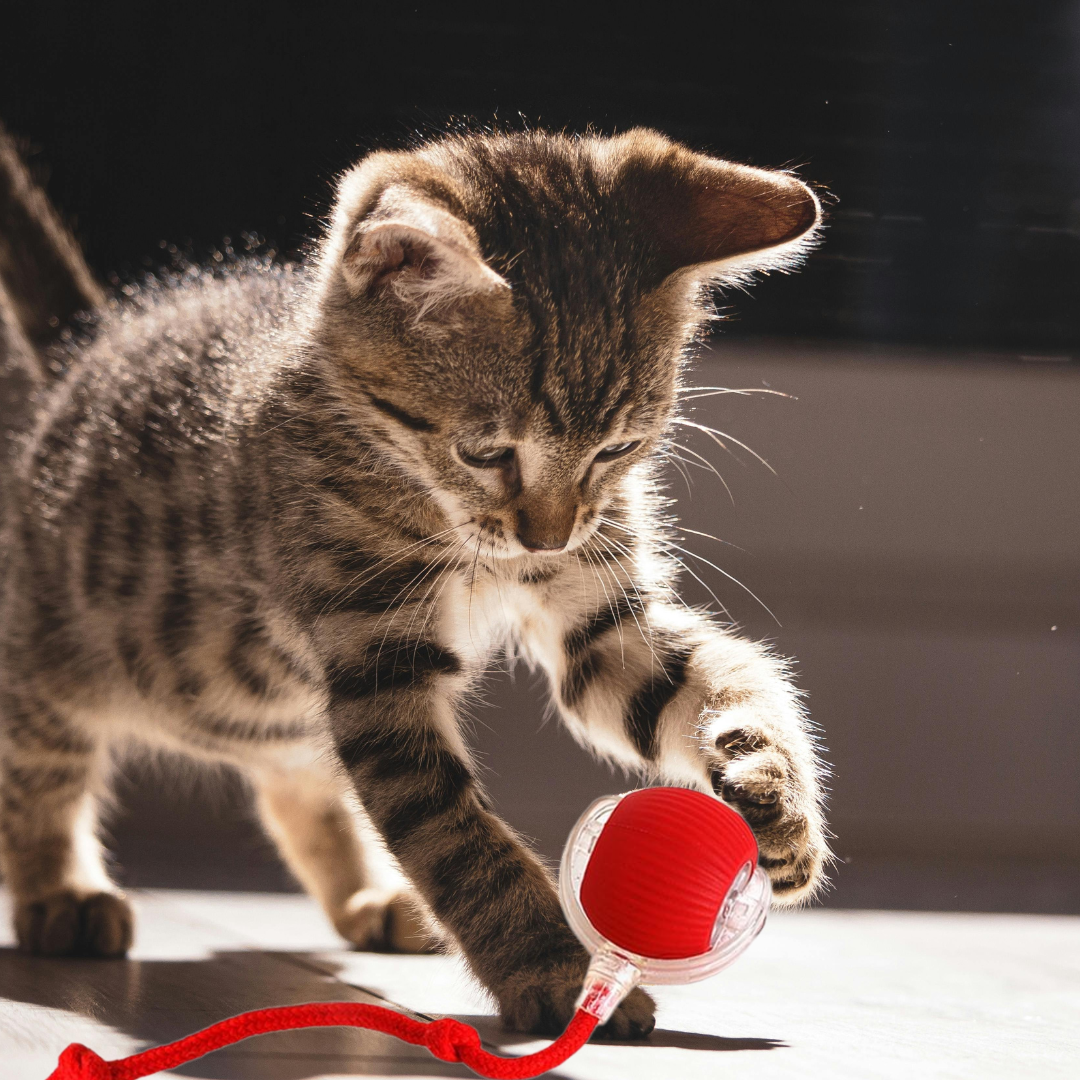 Swiftail -smart interactive cat toy